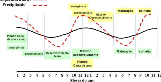 Figura 1 - Ciclos da cana-de-açúcar e variações na temperatura do ar e precipitação na  região  Centro-Sul  do  Brasil