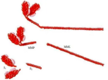Figura  1  -  Representação  esquemática  da  molécula  de  miosina.  Meromiosina  leve  (MML),  Meromiosina  pesada  (MMP),  S-1  e  S-2  (subfragmentos  de  HMM)