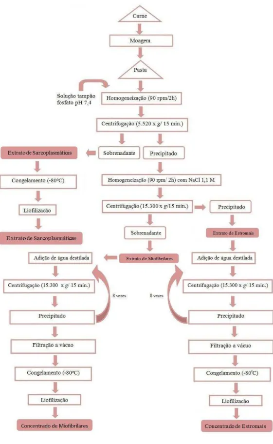 Figura  5  -  Representação  esquemática  da  extração  de  proteína.  Fonte:  NOLLET  &amp;  TOLDRÁ (2009), com modificações