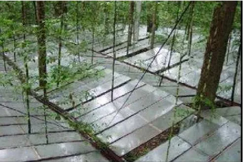 Figura 3 – Vista parcial do Experimento ESECAFLOR, painéis cobrindo a  superfície do solo