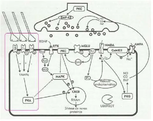 Figura  5:  Componentes  das  vias  neuroquímicas  de  modulação  das  diferentes  fases  da  memória – Aquisição, Conservação e Evocação 