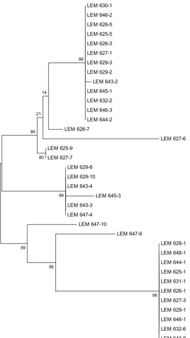 Figura 2 – Árvore mostrando o agrupamento filogenético entre todos os  isolados de leveduras totais taxonomicamente similares baseado nas  seqüências de rDNA 26S