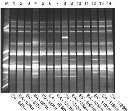 Figura 7 – Perfis eletroforéticos de DDGE de seqüências de rDNA 26S,  leveduras endofíticas presentes em frutos cereja de 4 cultivares  de  Coffea arabica  L