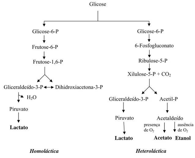 Figura 1. Fermentação de glicose em bactérias do ácido láctico (adaptado de CAPLICE e 