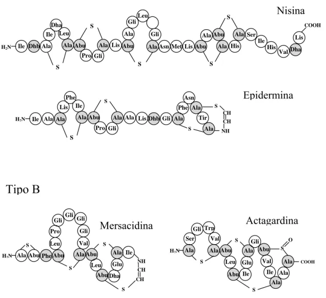 Figura 2. Estrutura primária de lantibióticos do tipo A e do tipo B. Resíduos de aminoácidos 