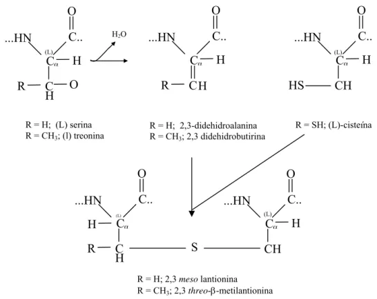 Figura 4. Mecanismo geral de formação do aminoácido Lantionina durante maturação de 