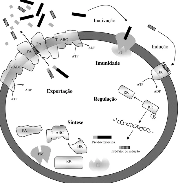Figura 5. Representação esquemática da maquinaria sugerida para produção de bacteriocinas da 