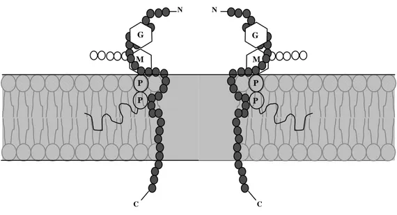 Figura 7. Modelo de formação de poro por nisina utilizando o lipídeo II como molécula de 