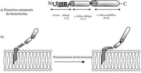 Figura 8. Modelo de estrutura de uma bacteriocina da classe IIa e modelo de formação de 