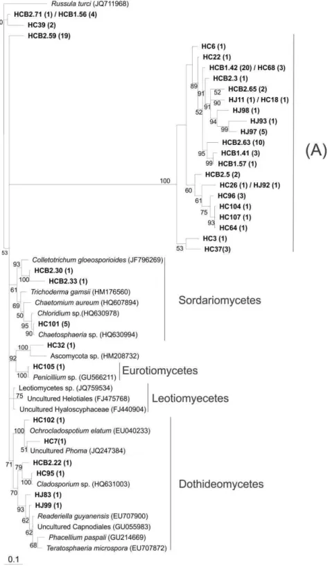 Figure  6  Phylogenetic  relationships  of  Ascomycota  ITS  sequences  from  orchid 