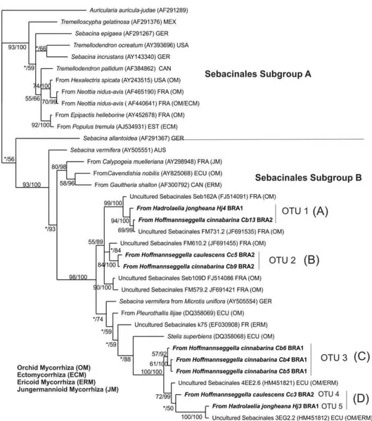 Fig.  2  Phylogenetic  placement  of  Sebacinales  sequences  from  the  orchid  species 