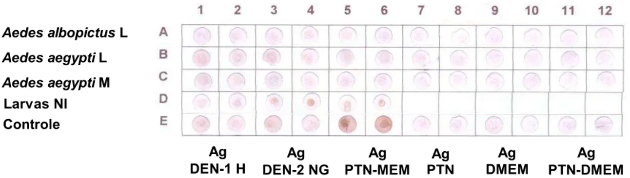 FIGURA  7    Resultado  dos  testes  de  immuno-dot  blot  utilizados  para  a  determinação  das  menores  diluições  de  soro  reativo  para  dengue