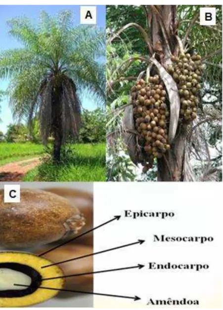 FIGURA  1  –  Palmeira  Macaúba  (A),  Cachos  na  planta  (B)  e  corte  longitudinal  do  fruto
