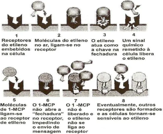 FIGURA 3. Esquema da biossíntese do etileno, demonstrando o momento de inibição  pelo Aminoetoxivinilglicina (AVG) (YANG &amp; HOFFMAN, 1984)