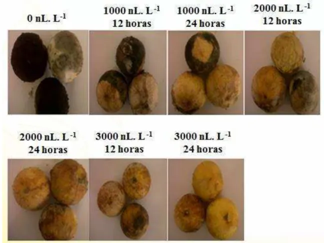 Figura 2 Aspecto visual dos frutos da macaúba submetidos a diferentes concentrações e  tempos de exposição ao 1-MCP, após armazenamento durante 50 dias