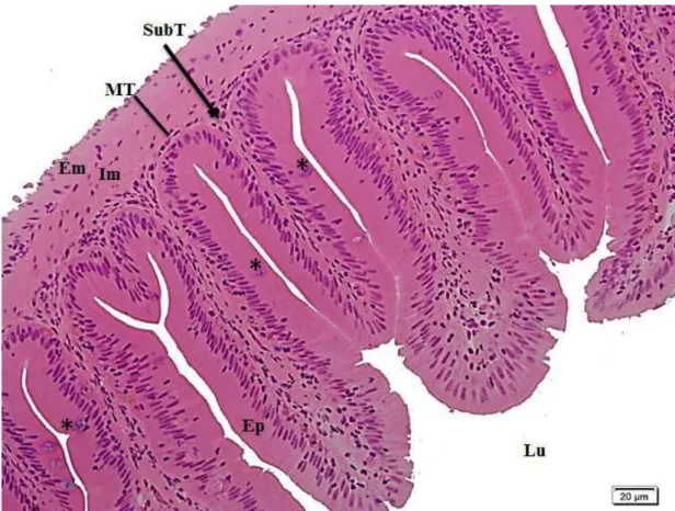 Fig. 1. Structural organization of the intestine of Astyanax aff. bimaculatus. Ep =  epithelium; MT = muscular tunic; Em = external muscle; Im = internal muscle; SubT  = submucosa tunic; Lu = lumen; * = goblet cells