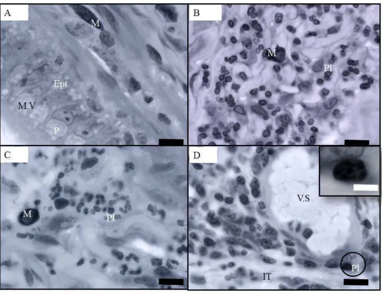 Figura 3. Cortes histológicos do ducto  epididimário de  Artibeus lituratus tratado com tebuconazol 30 dias,  mostrando:  A)  no  epitélio  (Ept)  com  células  principais  (P)  com  microvesículas  apicais  (M.V)  e  interstício  contendo mastócitos (M) r