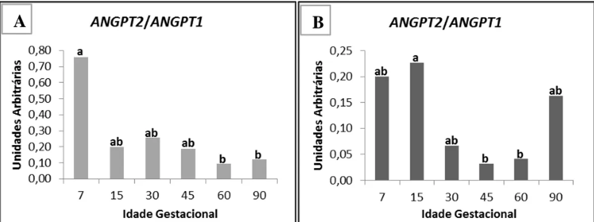 Figura 6: Relação da expressão relativa da angiopoetina 2 e angiopoetina 1 em corpo lúteo de fêmeas  suínas  gestantes  da  raça  local  Piau  (A)  e  da  linhagem  Comercial  (B)  ao  longo  da  gestação