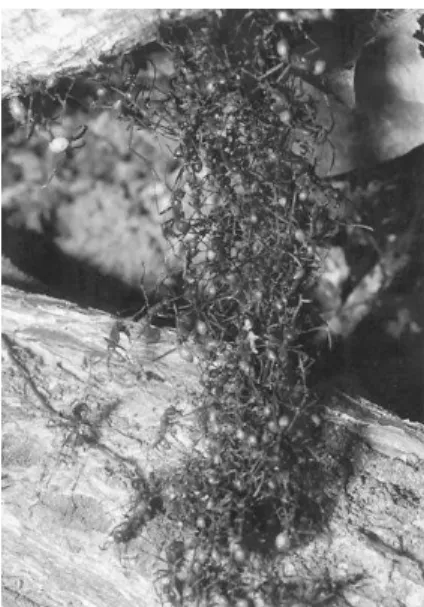 Figura 2.2: Fotografia que mostra um grupo de formigas construindo uma ponte com seus pr´oprios corpos para permitir que a colˆonia tome o caminho mais curto atrav´es de uma fenda [?].