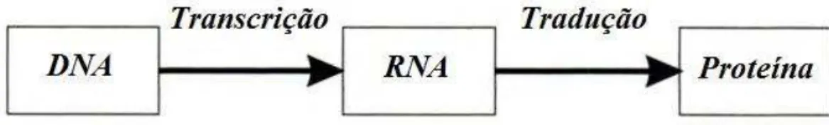 Figura 3.4: Processo que inicia-se no DNA at´e chegar as prote´ınas passando pela trans- trans-cri¸c˜ao e tradu¸c˜ao.