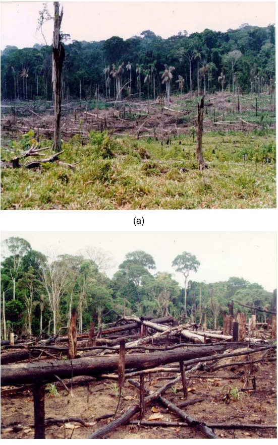 Figura 3 – Ecossistemas estudados: (a) mata; (b) área recém-desbravada e  submetida à queima; (c) plantio de pupunha com 2 anos; (d)  pastagem de braquiária com 4 anos