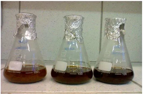 Figura 11 - Hidrolisado ácido da alga  H. musciformis autoclavada a 121 ºC por 10; 