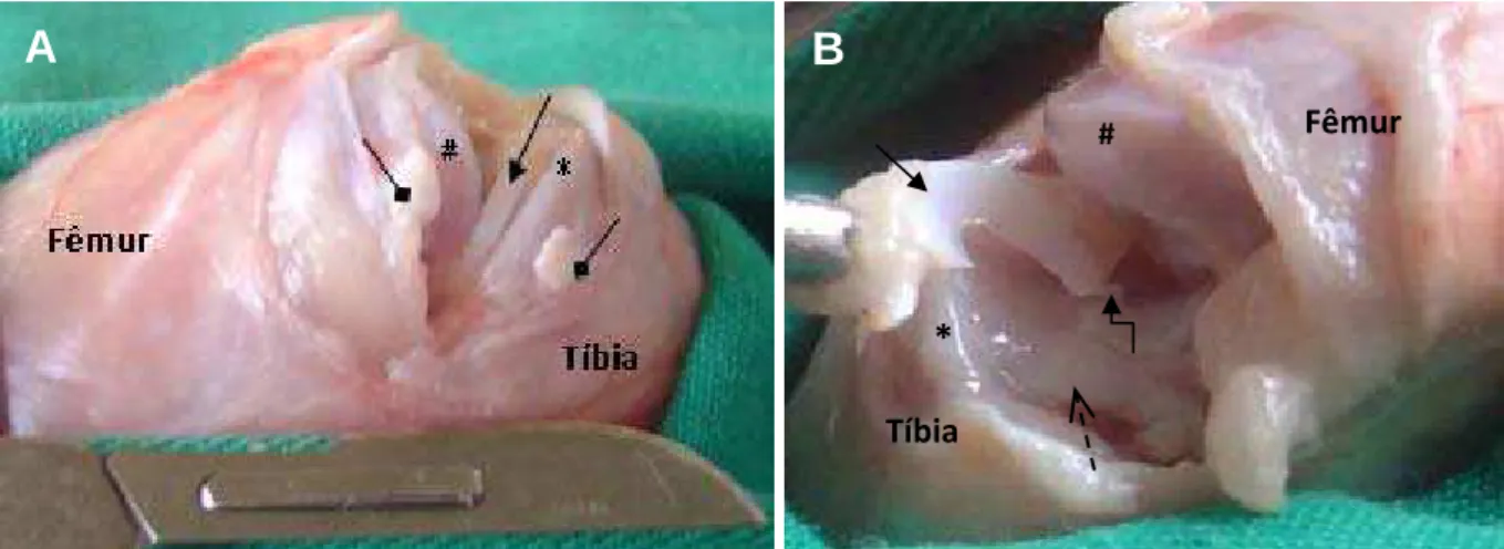 Figura 1 - Procedimento de coleta dos meniscos mediais de coelhos. A) incisão transversal da cápsula articular,  articulação exposta e ligamento colateral medial seccionado