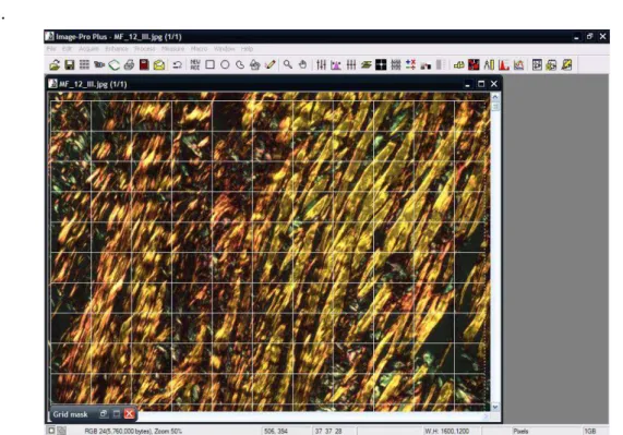 Figura 3 - Representação do sistema de análise de imagens Image Pro-plus 4.5  demonstrando uma imagem microscópica contendo fibras colágenas  polarizadas, utilizando objetiva de 10X
