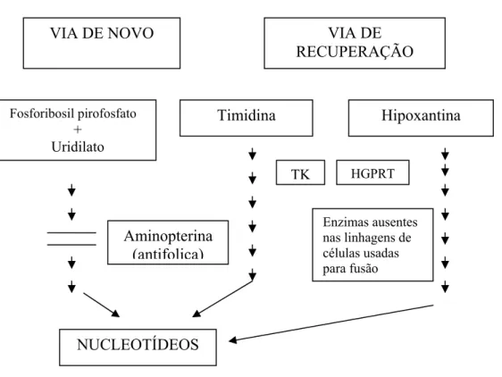 Figura 1. Via da síntese de purinas, via de novo e via de recuperação. 