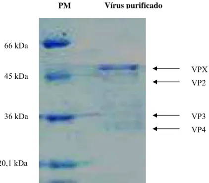 Figura 3. Perfil eletroforético (SDS-PAGE) do vírus da IBD corado pelo Azul de  Coomassie