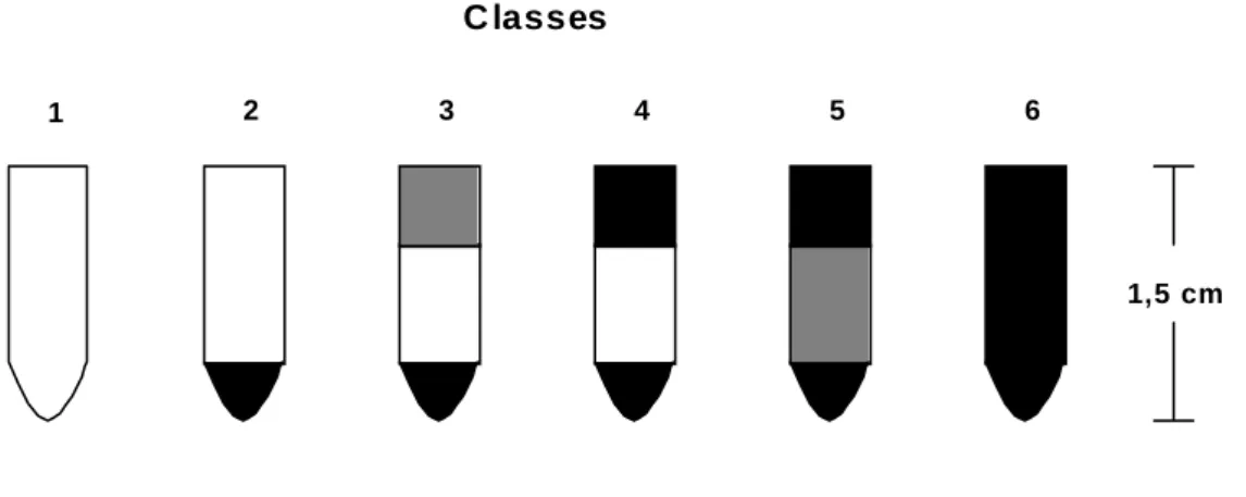 Figura 1 - Critério de avaliação do acúmulo de alumínio em raízes de  plantas, em função do teste de coloração pela hematoxilina