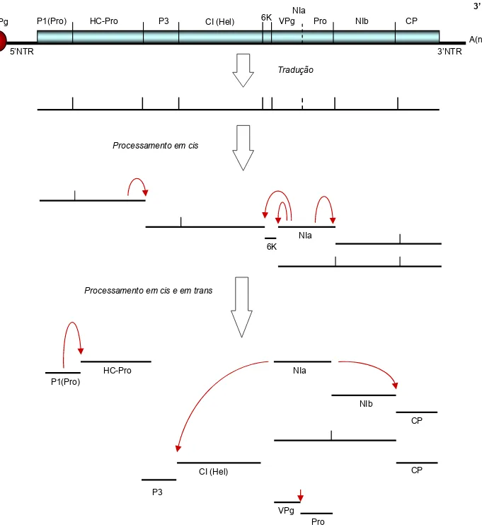 Figura 1. Representação  esquemática  do  genoma  e  do  processamento  da  poliproteína  dos  potyvírus