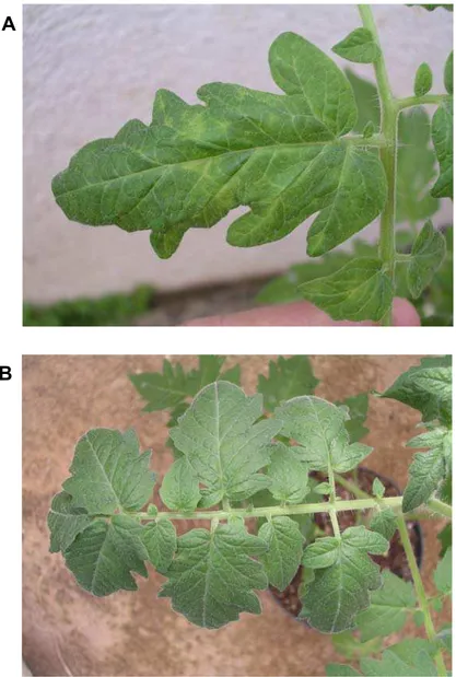 Figura 2. Sintomas induzidos pelo Pepper yellow mosaic virus (PepYMV) em plantas  de  tomateiro  cv