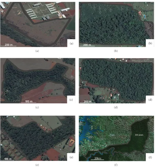 Figure 1: Study areas, with the following years of regeneration: (a) zero; (b) six; (c) fifteen, (d) thirty-five; (e) seventy; (f) 130 and 300 years (Iguac¸u National Park)