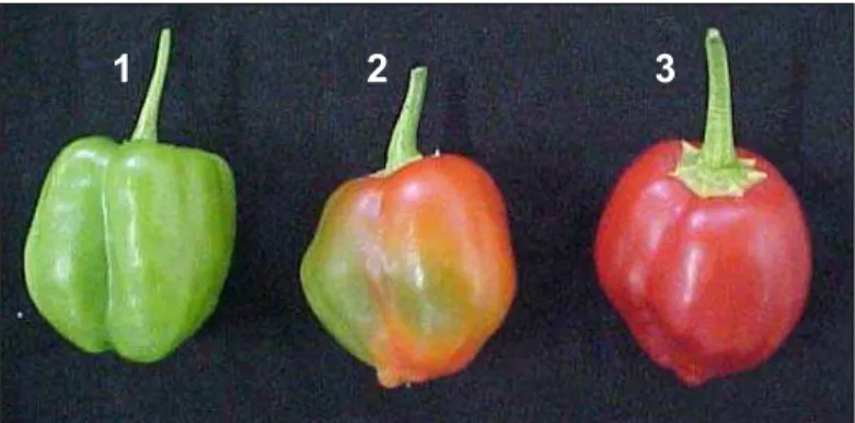 Figura 4:  Frutos  de  C. baccatum BGH  4366  em  três  estádios  de  desenvolvimento:                    1 – verde-maduro;  2 – 50 % maduro  e  3 – completamente maduro 