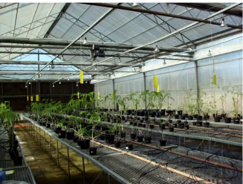 Figura 1: Local de cultivo de plantas de tomate Solanum lycopersicon utilizadas nos experimentos