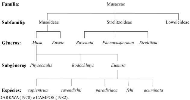 Figura 1 - Classificação da família Musaceae. 
