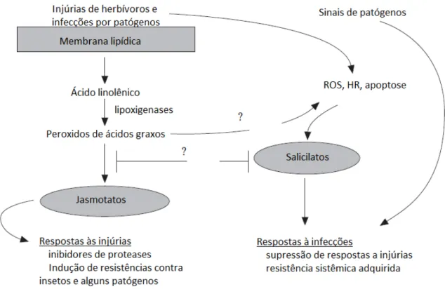 Figura 1: Modelo para a geração de sinais provocados pela alimentação de herbívoros e  infecções por patógenos (Fidantsef et al., 1999)