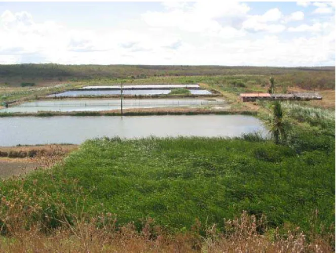 Figura 34 - Associação dos Assentados Unidos de Santa Bárbara – Fazenda Capine –  distrito de Sítios Novos – Caucaia, Ceará 