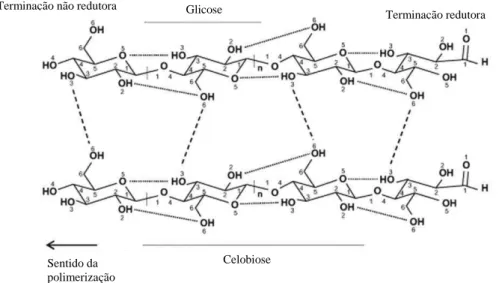 Figura  2:  Estrutura  e  as  ligações  de  hidrogênio  inter-  e  intra-moleculares  da  celulose 