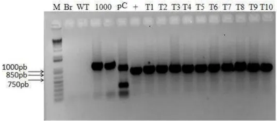 Figura 1  – Diagnóstico molecular de plantas transgênicas baseado em PCR. Gel de confirmação das plantas com 