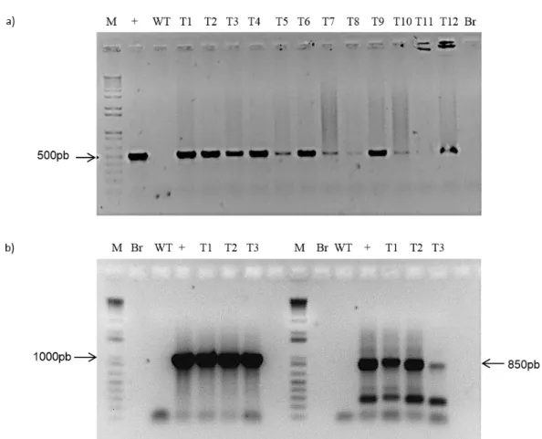 Figura 3  – Diagnóstico molecular de plantas transgênicas baseado em PCR. (a) Gel de confirmação das plantas 