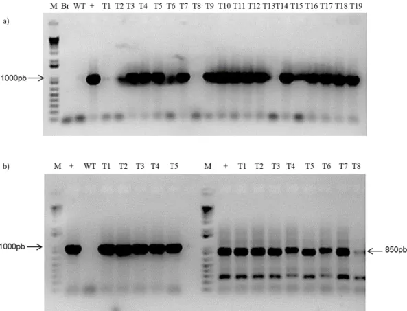 Figura  8 –  Diagnóstico  molecular  de  plantas  transgêniccas  baseado  em  PCR.  (a)  Gel  de  confirmação  das 