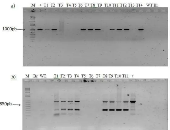 Figura  9  –  Diagnóstico  de  plantas  transgêniccas  baseado  em  PCR.  (a)  Gel  de  confirmação  das  plantas 