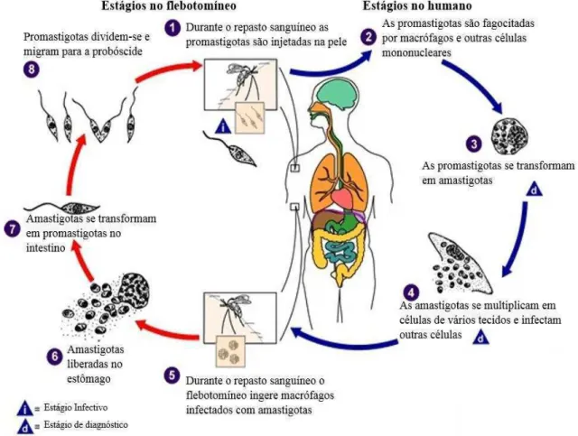 FIGURA 1: Ciclo de vida de Leishmania, demonstrando os estágios do parasito no hospedeiro invertebrado 