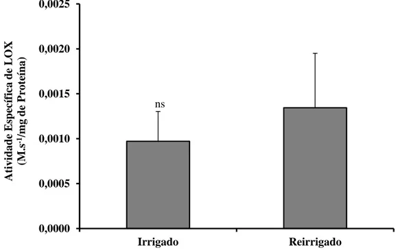 Figura  9  -  Atividade  de  Lipoxigenases  em  extrato  de  folhas  de  soja.  Tratamento  Irrigado:  Cultivar  UFV-16  irrigada  diariamente  e  submetida  à  injúria  pela  lagarta  A