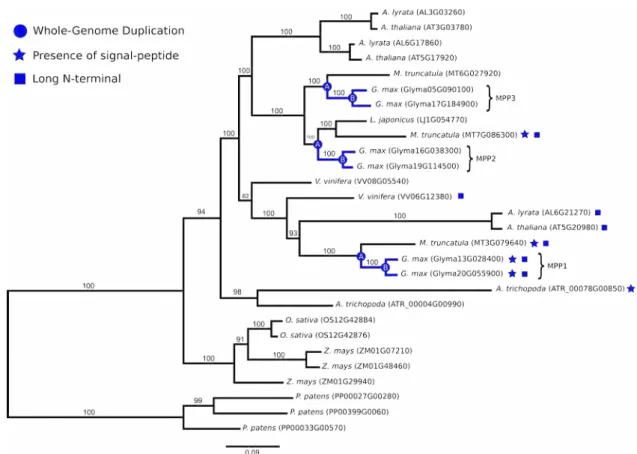Figure   1.  Bayesian   phylogeny   (consensus   tree)   showing   the   relationships among ortholog sequences of the metE gene family across the flowering plants