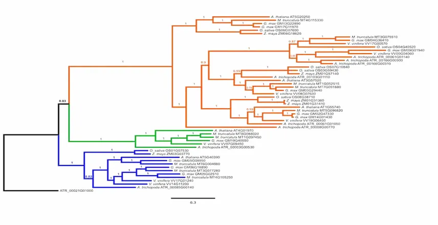 Figure   1.  Bayesian   phylogeny   (consensus   tree)   showing   the   relationships   among   ortholog   sequences   of   raffinose   family oligosaccharides  (RFO)  from  seven flowering plants  (DatasetA)
