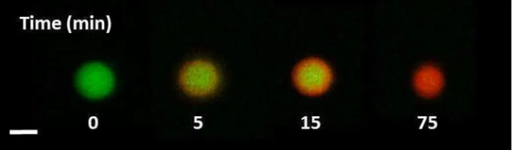 Figure  2.8.  Internal  dynamic  of  apo  -LA-LYS  coacervates  and  time-dependent  protein  exchange between coacervates and dilute phase (adapted from Nigen et al