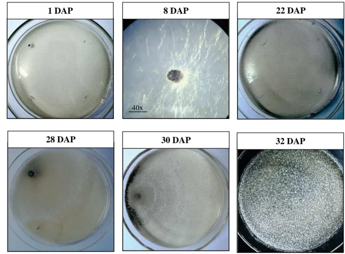 Figura 4. Viabilidade de escleródios provenientes de teste de indução de germinação a  partir de extrato  de alho sob  temperatura de incubação de 17 °C até os  32 dias após  o  plaqueamento (DAP)